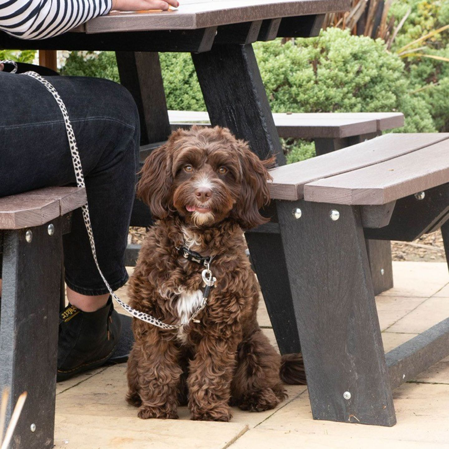 Your local dog friendly pub in Weston Super Mare